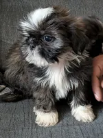 Red, a female Shih Tzu for sale in Macon, GA – 9 of 10