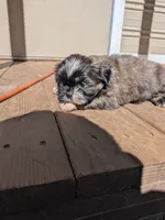 Red, a male Shih Tzu for sale in Macon, GA – 7 of 7
