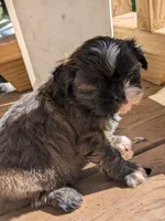 Red, a male Shih Tzu for sale in Macon, GA – 5 of 7