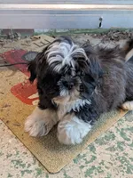 Lucky, a male Shih Tzu for sale in Macon, GA – 7 of 8