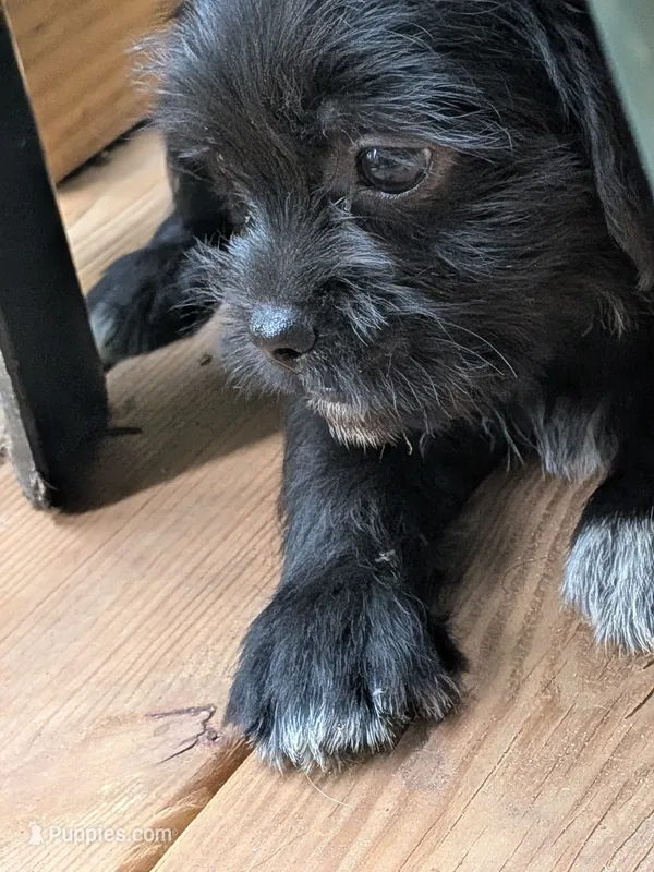 Bossie – Dachshund, Shih Tzu puppy for sale in Macon, GA