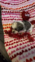 Lola, a female Shih Tzu and Shorkie for sale in Macon, GA – Photo 4 of 8