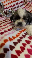 Lola, a female Shih Tzu and Shorkie for sale in Macon, GA – Photo 2 of 8