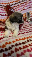Lola, a female Shih Tzu and Shorkie for sale in Macon, GA – Photo 1 of 8