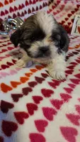 Lola, a female Shih Tzu and Shorkie for sale in Macon, GA – Photo 3 of 8