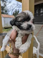 Lola, a female Shih Tzu and Shorkie for sale in Macon, GA – Photo 8 of 8