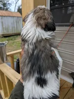 Lola, a female Shih Tzu and Shorkie for sale in Macon, GA – Photo 5 of 8