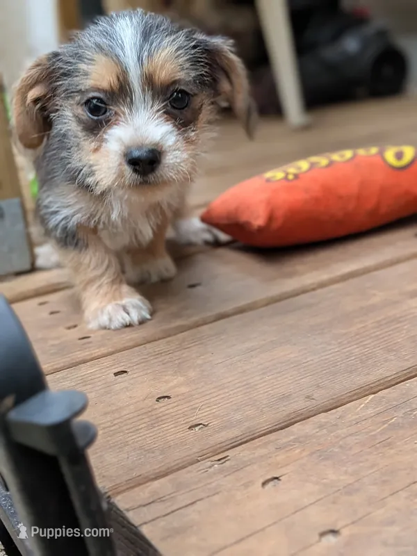 Megan – Dachshund, Shih Tzu puppy for sale in Macon, GA