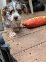 Megan, a female Dachshund and Shih Tzu for sale in Macon, GA – 1 of 6