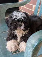 Lucky, a male Shih Tzu for sale in Macon, GA – 6 of 8