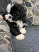 Seven, a male Shih Tzu and Shorkie for sale in Macon, GA – 7 of 10