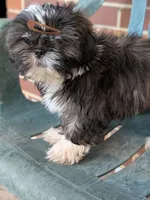 Nala, a female Shih Tzu for sale in Macon, GA – 2 of 8