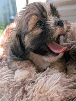 Lumi, a male Shih Tzu and Shorkie for sale in Macon, GA – 5 of 6