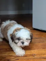 Zyla, a male Shih Tzu for sale in Macon, GA – 6 of 10