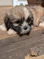 Lumi, a male Shih Tzu and Shorkie for sale in Macon, GA – 4 of 6