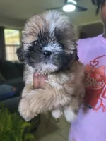 Pink, a female Shih Tzu and Shorkie for sale in Macon, GA – 3 of 4