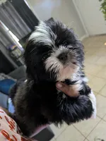 Seven, a male Shih Tzu and Shorkie for sale in Macon, GA – 9 of 10