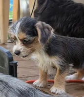 Megan, a female Dachshund and Shih Tzu for sale in Macon, GA – 5 of 6