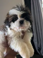 Zyla, a female Shih Tzu for sale in Macon, GA – 6 of 7