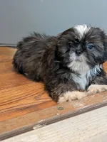 Nala, a female Shih Tzu for sale in Macon, GA – 4 of 8