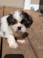 Green, a male Shih Tzu for sale in Macon, GA – 3 of 3