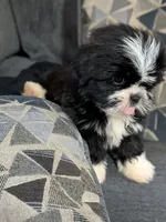 Seven, a male Shih Tzu and Shorkie for sale in Macon, GA – 10 of 10