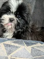 Seven, a male Shih Tzu and Shorkie for sale in Macon, GA – 6 of 10
