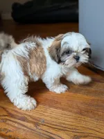 Zyla, a male Shih Tzu for sale in Macon, GA – 8 of 10