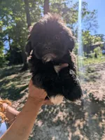 Zeus, a male Shih Tzu and Shichon for sale in Macon, GA – 7 of 8