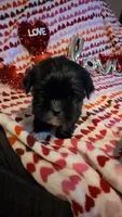Paco, a male Shih Tzu and Shorkie for sale in Macon, GA – Photo 1 of 8