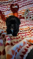Paco, a male Shih Tzu and Shorkie for sale in Macon, GA – Photo 2 of 8