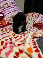 Paco, a male Shih Tzu and Shorkie for sale in Macon, GA – Photo 3 of 8
