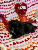 Paco, a male Shih Tzu and Shorkie for sale in Macon, GA – Photo 8 of 8