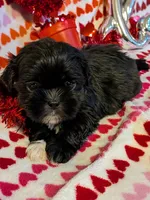 Paco, a male Shih Tzu and Shorkie for sale in Macon, GA – Photo 7 of 8