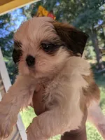 Black, a male Shih Tzu for sale in Macon, GA – 3 of 3