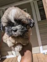 Pink, a female Shih Tzu and Shorkie for sale in Macon, GA – 4 of 4