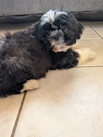 Lucky, a male Shih Tzu for sale in Macon, GA – 2 of 8