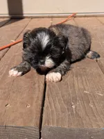 Red, a male Shih Tzu for sale in Macon, GA – 6 of 7