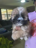 Pink, a female Shih Tzu and Shorkie for sale in Macon, GA – 2 of 4