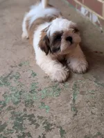 Zyla, a male Shih Tzu for sale in Macon, GA – 4 of 10