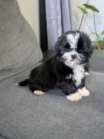 Seven, a male Shih Tzu and Shorkie for sale in Macon, GA – 8 of 10