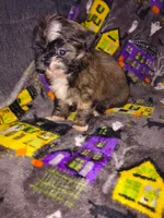 Red, a male Shih Tzu for sale in Macon, GA – 4 of 7