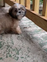 Cody, a male Shih Tzu and Shorkie for sale in Macon, GA – 5 of 5