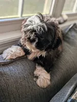 Lucky, a male Shih Tzu for sale in Macon, GA – 8 of 8