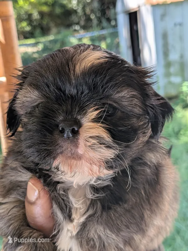 Red – Shih Tzu puppy for sale in Macon, GA