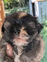 Red, a male Shih Tzu for sale in Macon, GA – 3 of 7