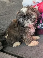 Nala, a female Shih Tzu for sale in Macon, GA – 7 of 8