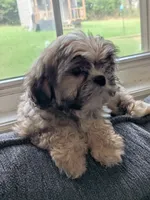 Cody, a male Shih Tzu and Shorkie for sale in Macon, GA – 4 of 5