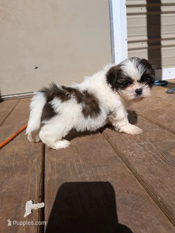 Green – Shih Tzu puppy for sale in Macon, GA