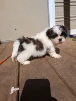 Green, a male Shih Tzu for sale in Macon, GA – 1 of 3